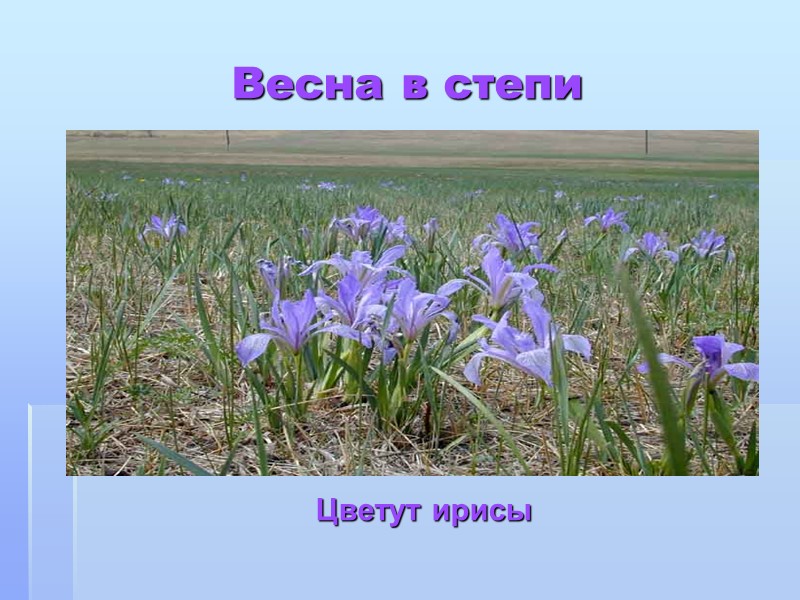 Весна в степи Цветут ирисы
